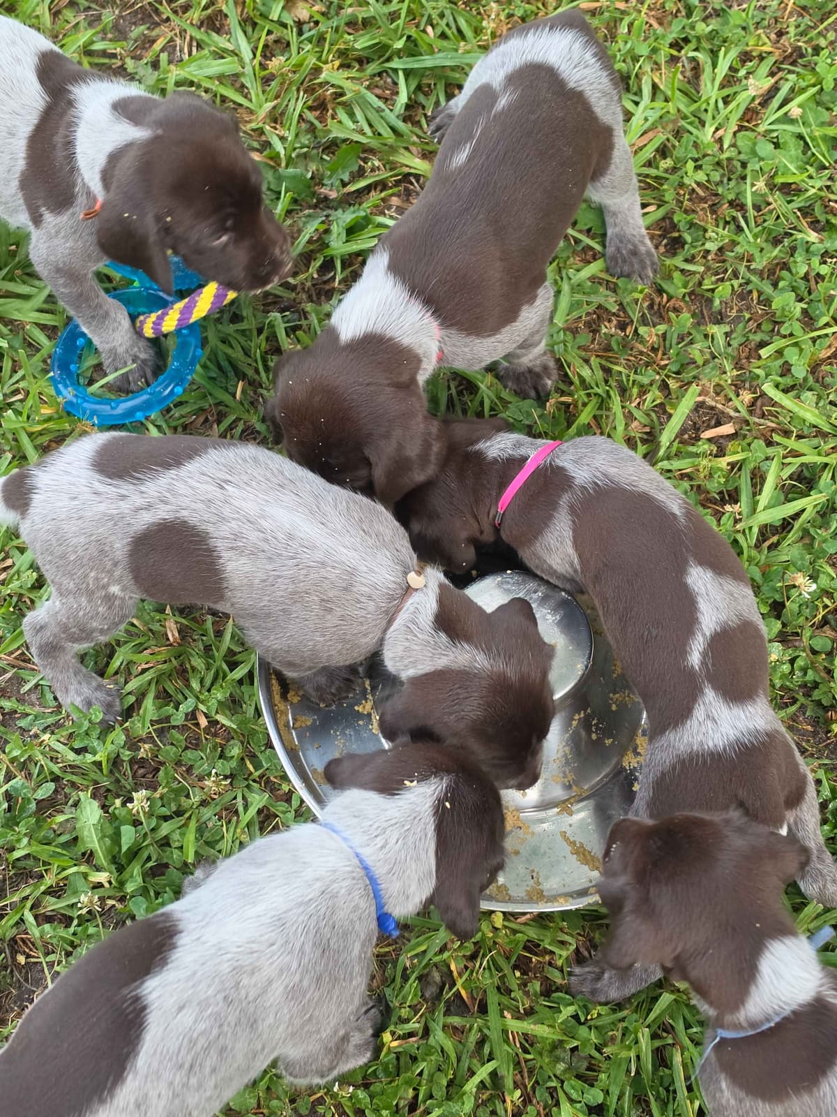 German Shorthaired Pointer Puppies 7-5-26 Only a few puppies left. breeder image 5