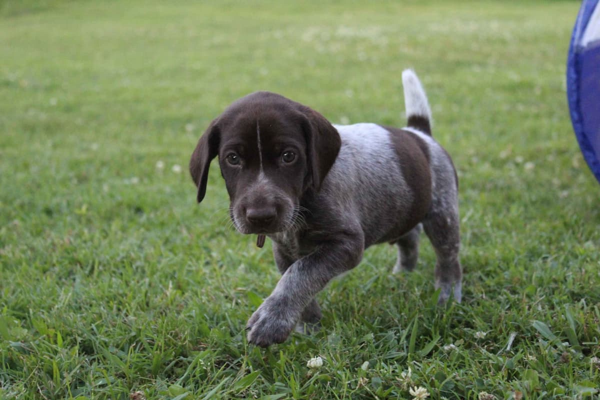 German Shorthaired Pointer Puppies 7-5-26 Only a few puppies left. breeder image 6