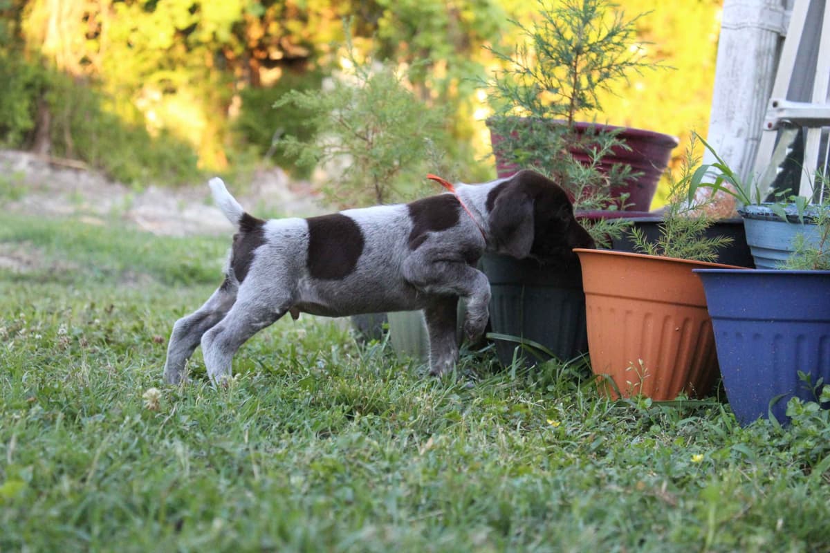 German Shorthaired Pointer Puppies 7-5-26 Only a few puppies left. breeder image 7