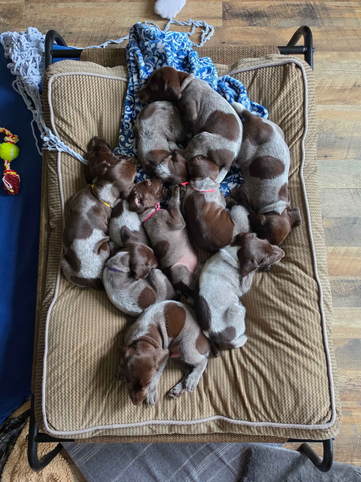 German Shorthaired Pointer Puppies 7-5-26 Only a few puppies left. breeder image 8