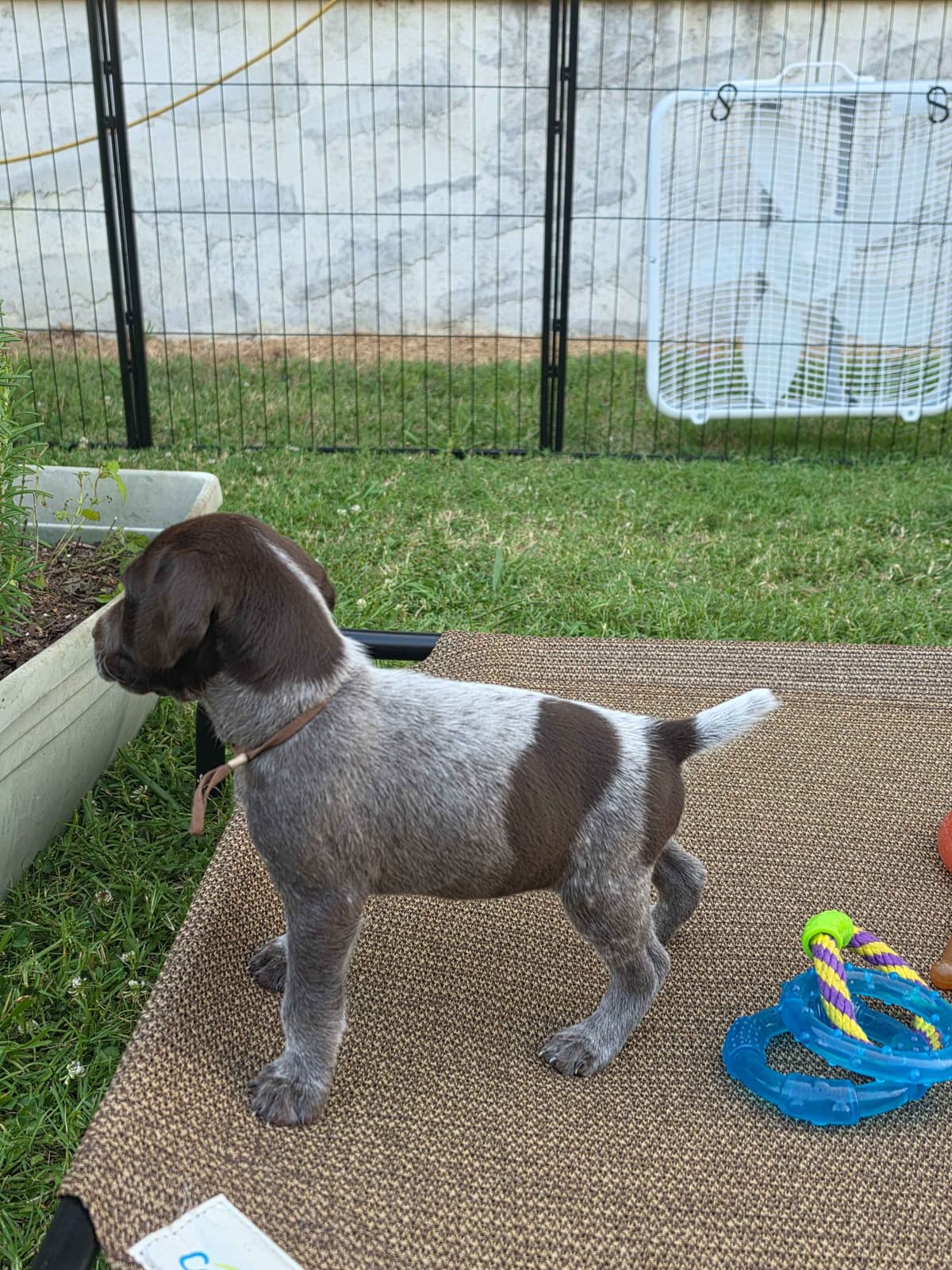 German Shorthaired Pointer Puppies 7-5-26 Only a few puppies left. breeder image 9