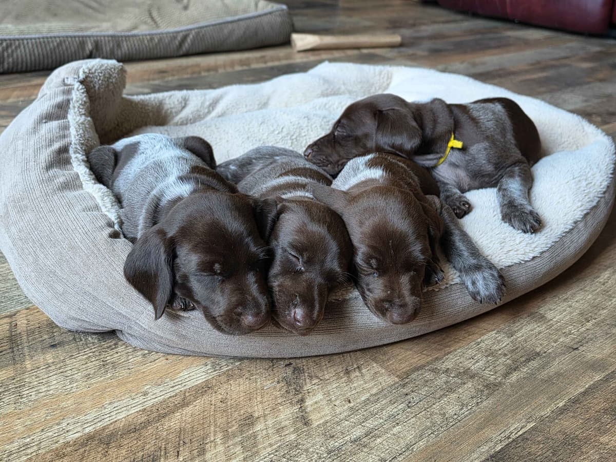 German Shorthaired Pointer Puppies 7-5-26 Only a few puppies left. breeder image 10