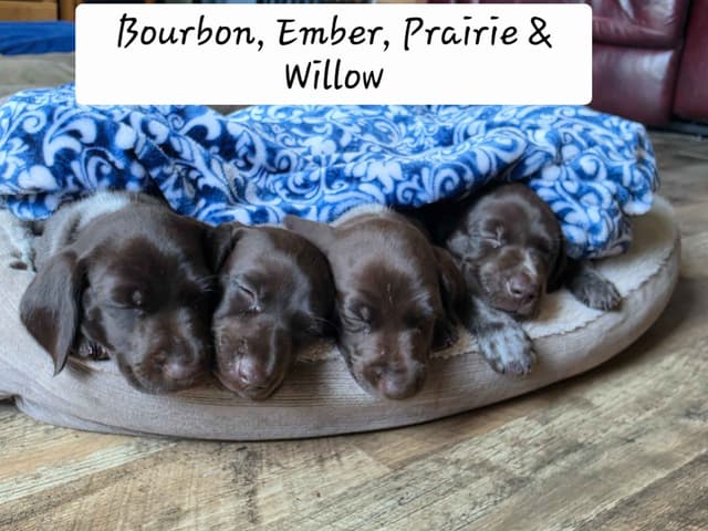 German Shorthaired Pointer Puppies 7-5-26 Only a few puppies left. media 7