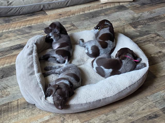 German Shorthaired Pointer Puppies 7-5-26 Only a few puppies left. media 8