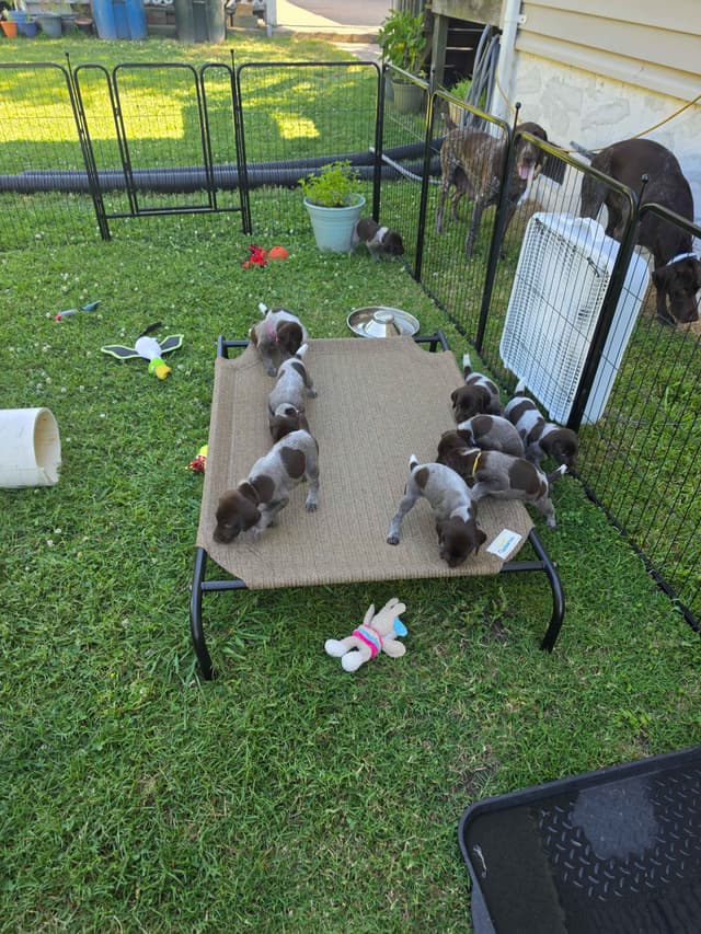 German Shorthaired Pointer Puppies 7-5-26 Only a few puppies left. media 10