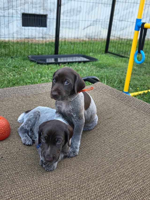 German Shorthaired Pointer Puppies 7-5-26 Only a few puppies left. media 9