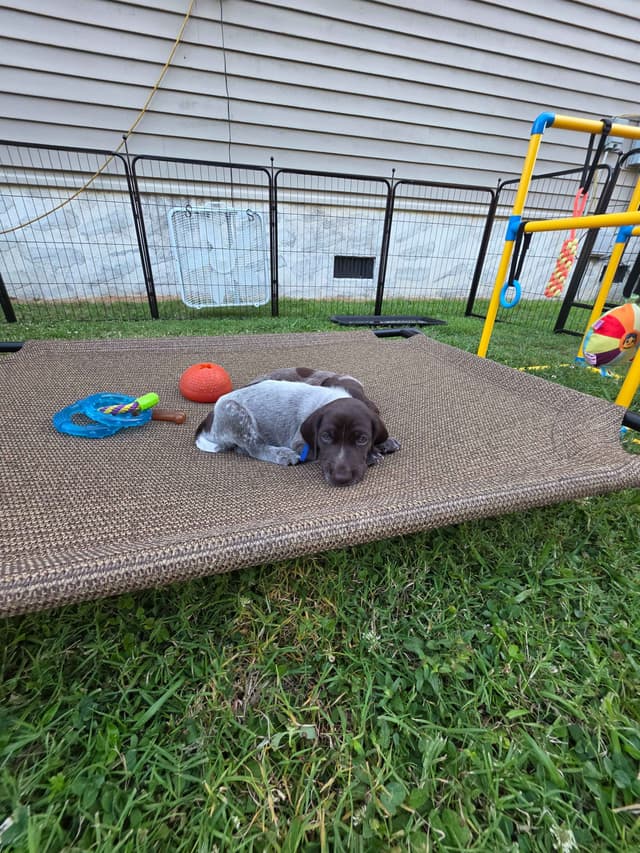 German Shorthaired Pointer Puppies 7-5-26 Only a few puppies left. media 11