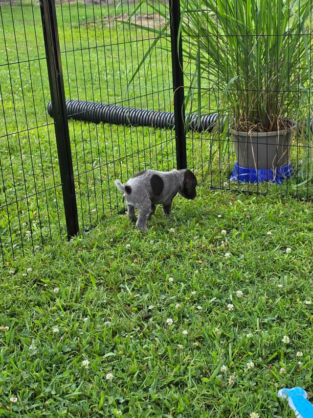 German Shorthaired Pointer Puppies 7-5-26 Only a few puppies left. media 12
