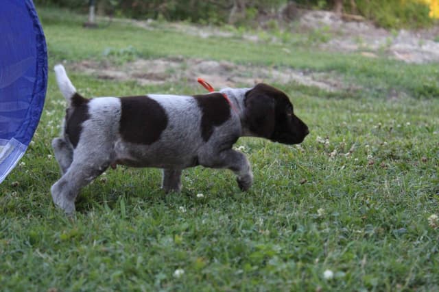 German Shorthaired Pointer Puppies 7-5-26 Only a few puppies left. media 13