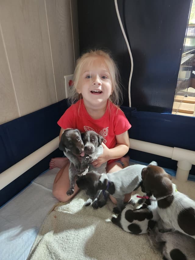 German Shorthaired Pointer Puppies 7-5-26 Only a few puppies left. media 14