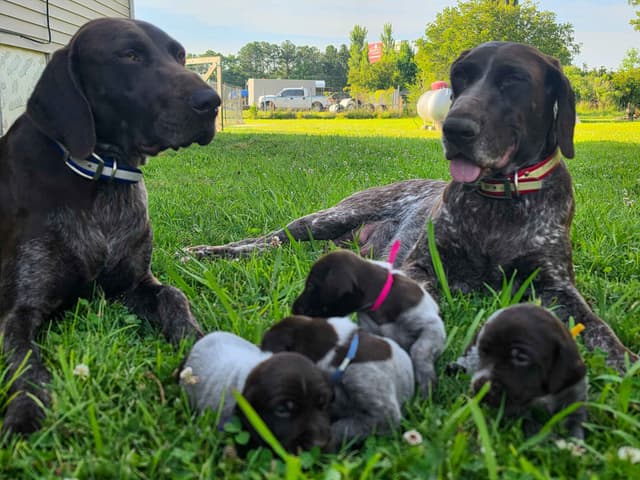 German Shorthaired Pointer Puppies 7-5-26 Only a few puppies left. media 15
