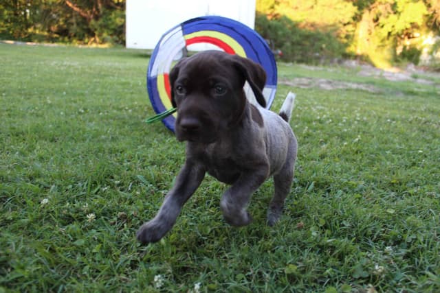 German Shorthaired Pointer Puppies 7-5-26 Only a few puppies left. media 16