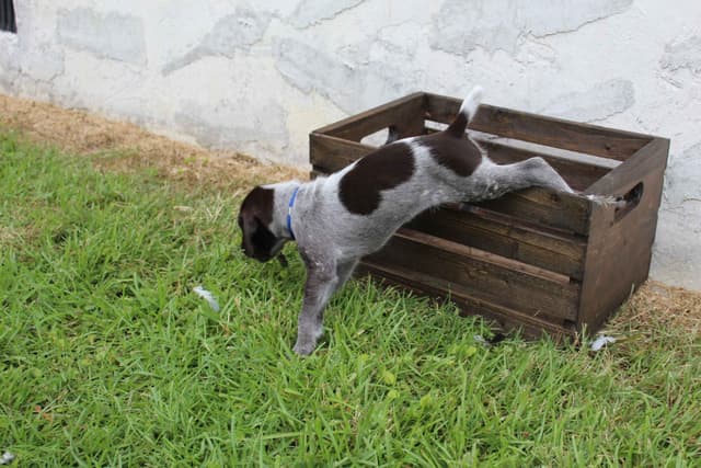German Shorthaired Pointer Puppies 7-5-26 Only a few puppies left. media 17
