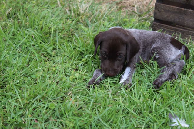 German Shorthaired Pointer Puppies 7-5-26 Only a few puppies left. media 18