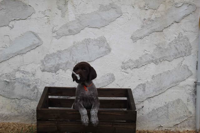 German Shorthaired Pointer Puppies 7-5-26 Only a few puppies left. media 19