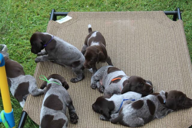 German Shorthaired Pointer Puppies 7-5-26 Only a few puppies left. media 20