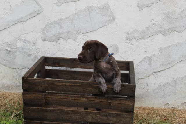 German Shorthaired Pointer Puppies 7-5-26 Only a few puppies left. media 21