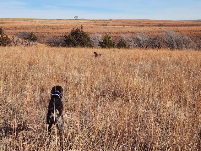 German Shorthaired Pointer Puppies 7-5-26 Only a few puppies left. media 22