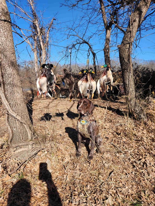 German Shorthaired Pointer Puppies 7-5-26 Only a few puppies left. media 23