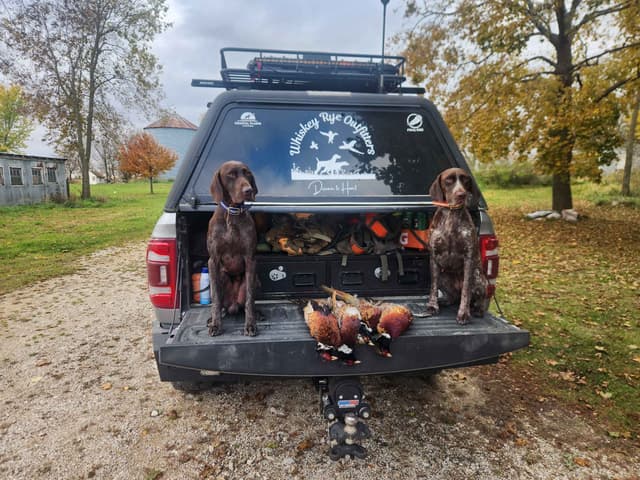 German Shorthaired Pointer Puppies 7-5-26 Only a few puppies left. media 2