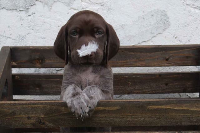 German Shorthaired Pointer Puppies 7-5-26 Only a few puppies left. media 24