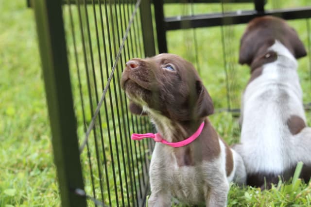 German Shorthaired Pointer Puppies 7-5-26 Only a few puppies left. media 25