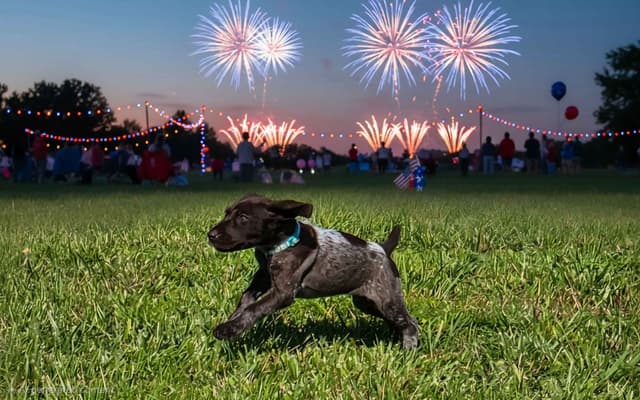 German Shorthaired Pointer Puppies 7-5-26 Only a few puppies left. media 27
