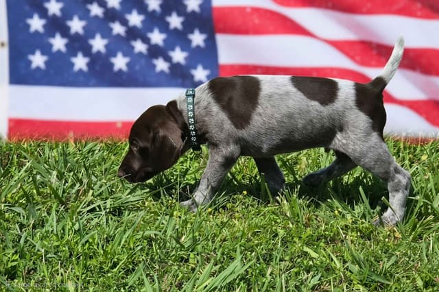 German Shorthaired Pointer Puppies 7-5-26 Only a few puppies left. media 28