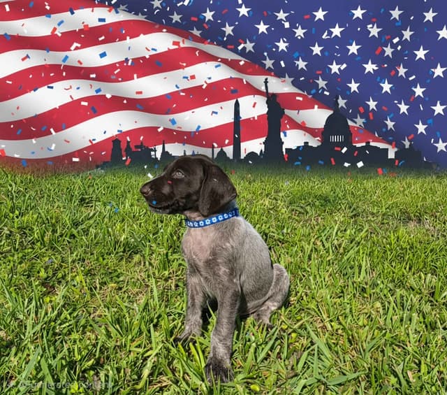 German Shorthaired Pointer Puppies 7-5-26 Only a few puppies left. media 29
