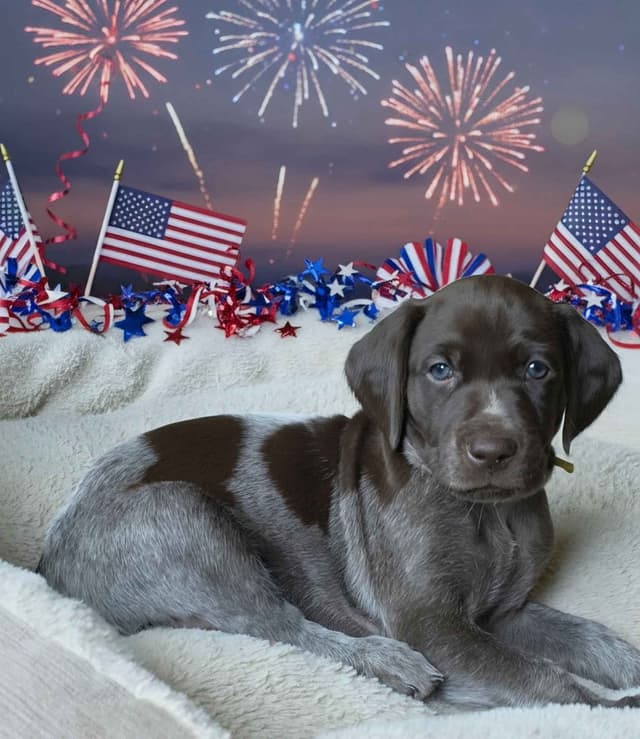 German Shorthaired Pointer Puppies 7-5-26 Only a few puppies left. media 30
