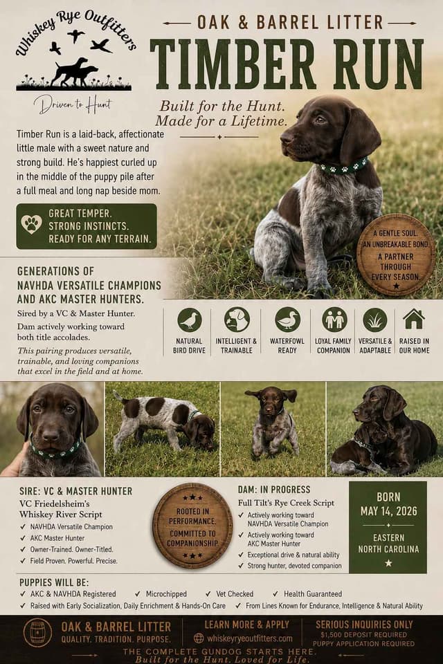 German Shorthaired Pointer Puppies 7-5-26 Only a few puppies left. media 3