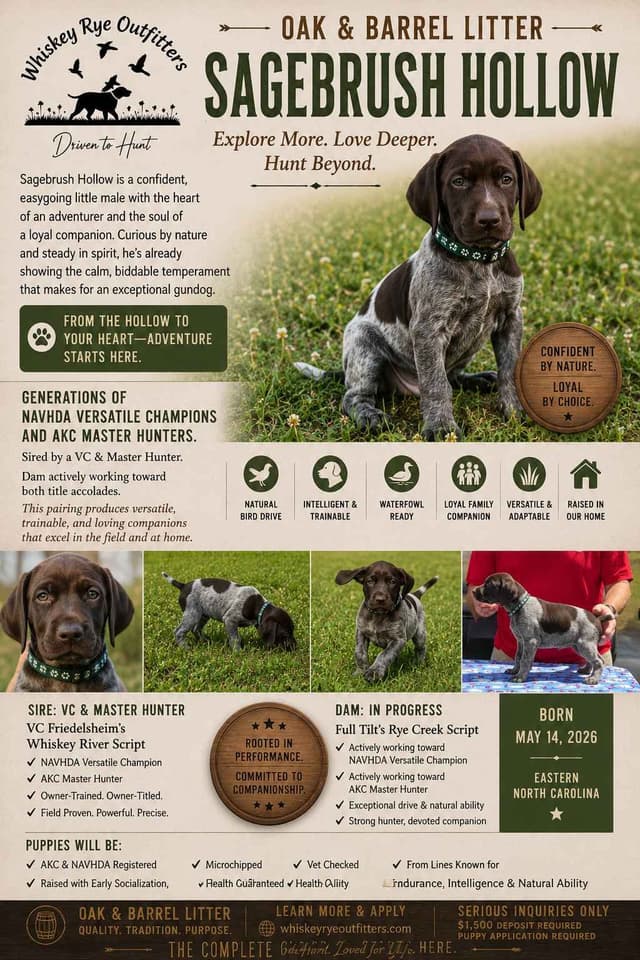 German Shorthaired Pointer Puppies 7-5-26 Only a few puppies left. media 4