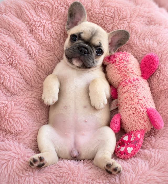 French Bulldog Female media 3
