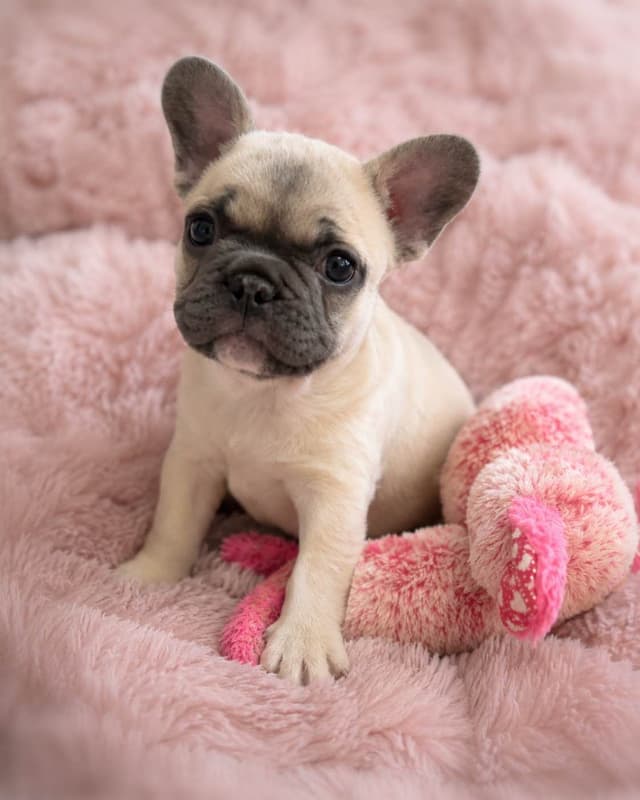 French Bulldog Female media 2