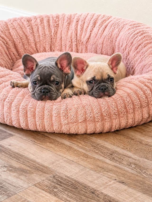 French Bulldog Female media 5