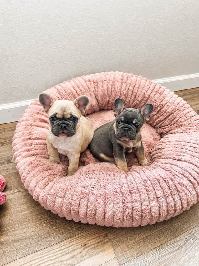 French Bulldog Female media 4