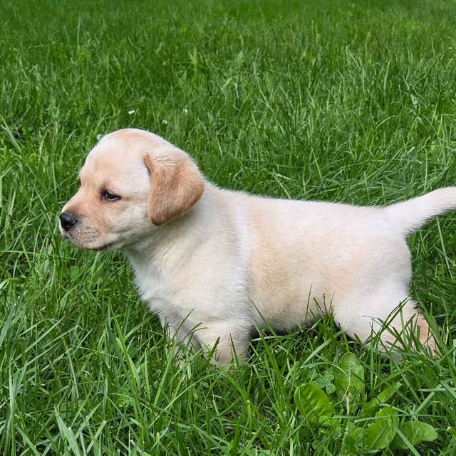 Lyon Mountain Labrador s media 2