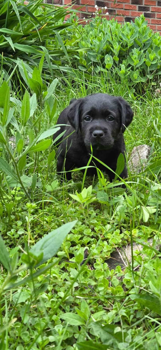 Lyon Mountain Labrador s media 3