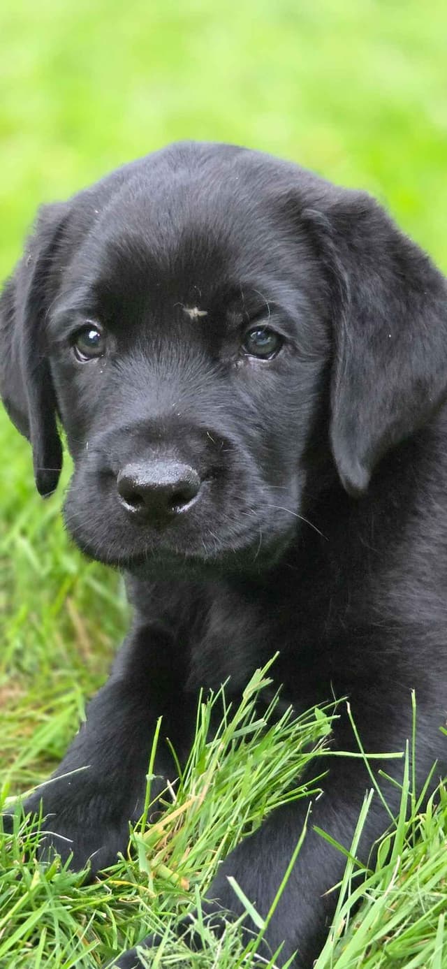 Lyon Mountain Labrador s media 4