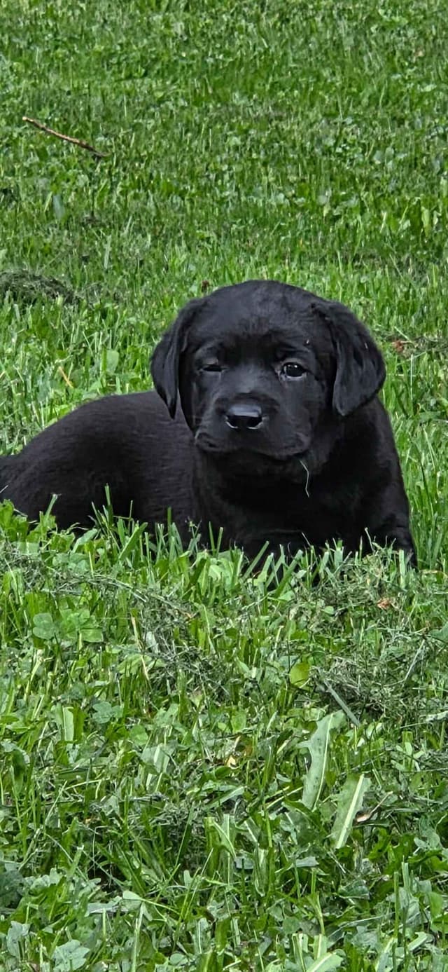 Lyon Mountain Labrador s media 5
