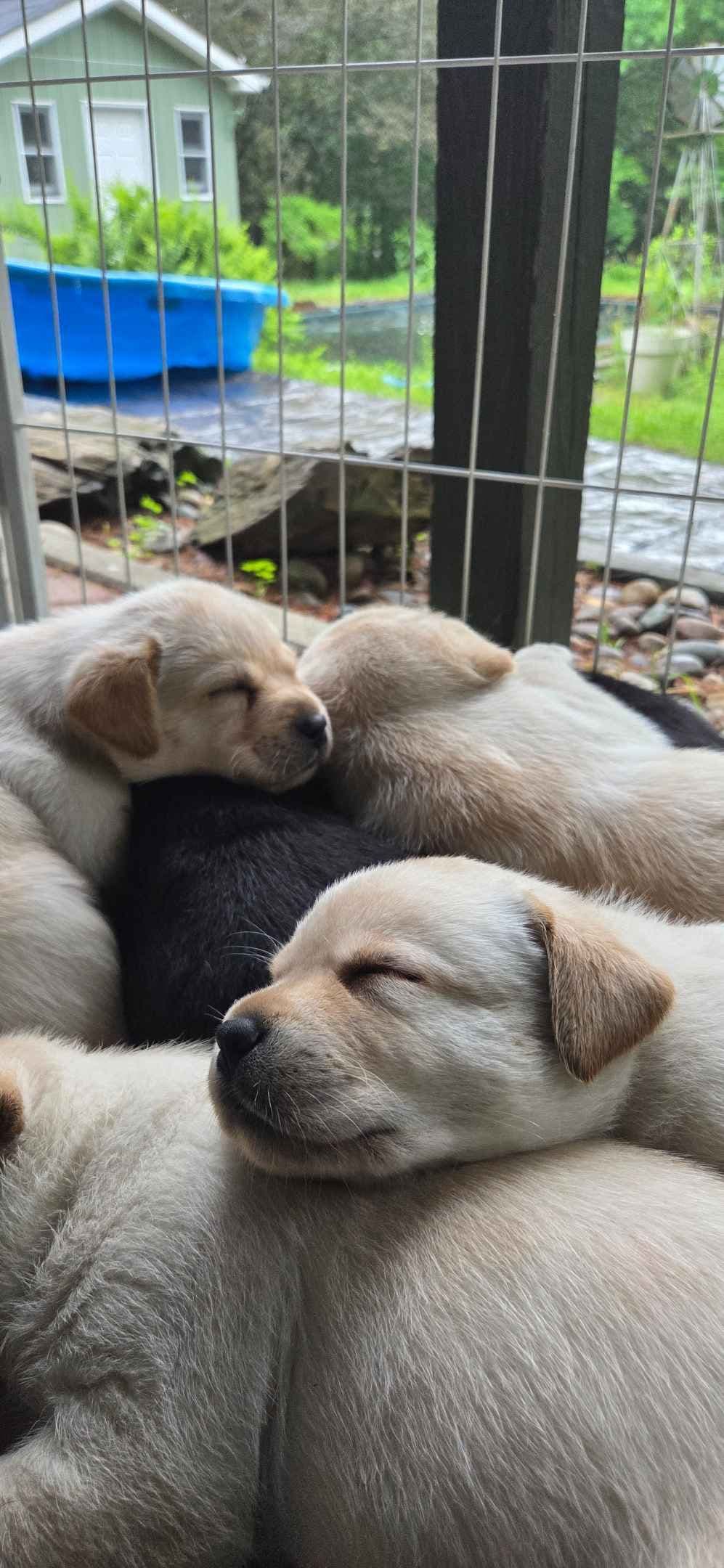 Lyon Mountain Labrador s breeder image 1