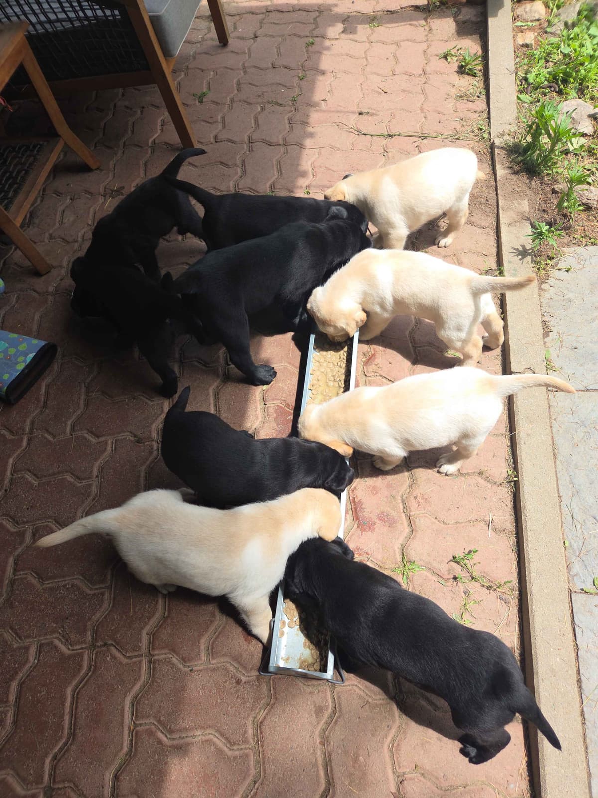 Lyon Mountain Labrador s breeder image 4