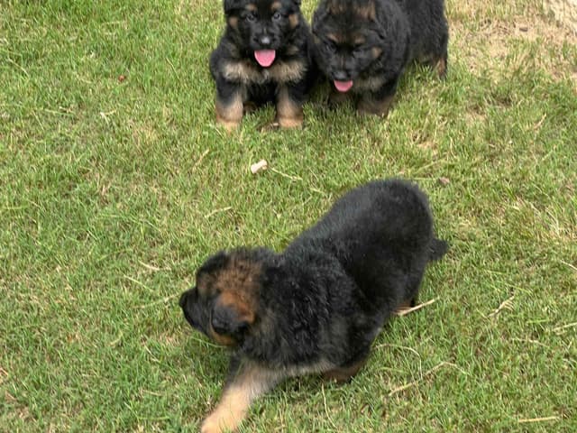 German Shepherd  Puppies long coat media 3