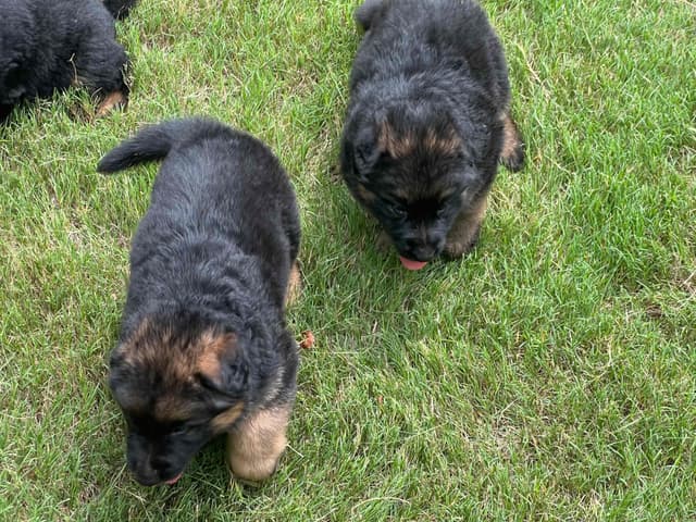 German Shepherd  Puppies long coat media 2