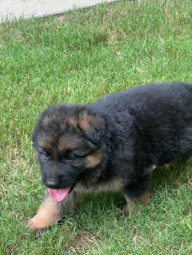 German Shepherd  Puppies long coat media 4