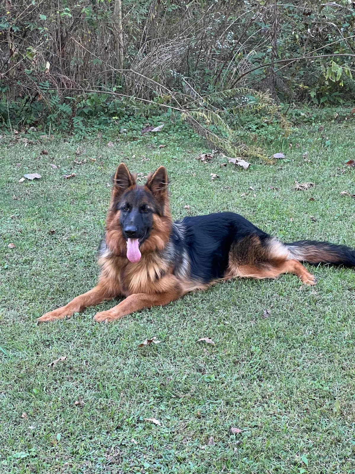 German Shepherd Puppies long coat breeder image 1