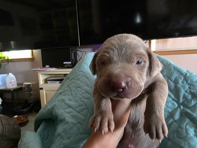 Weimaraner Puppies media 2