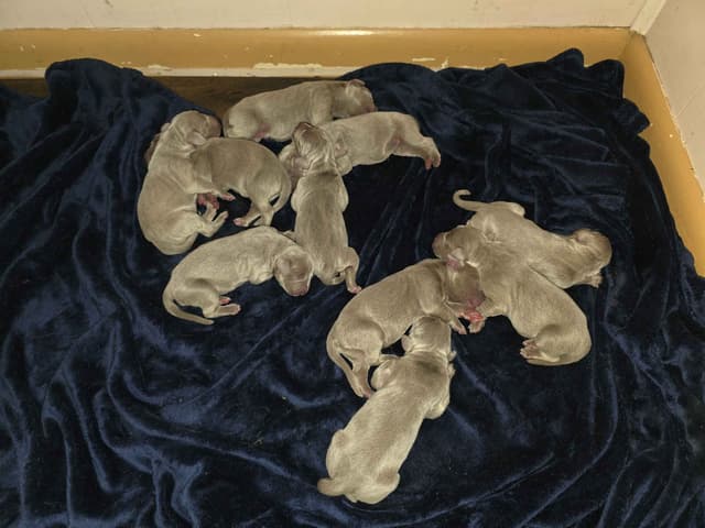 Weimaraner Puppies media 3