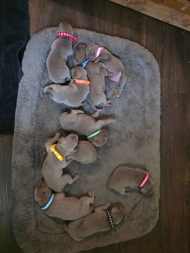 Weimaraner Puppies media 7