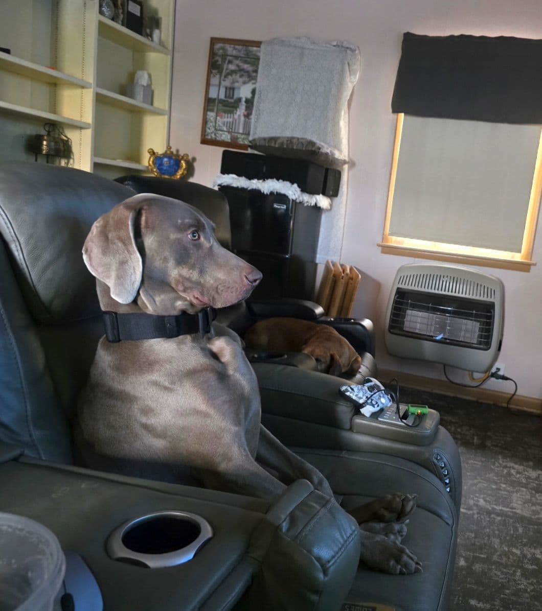 Weimaraner Puppies breeder image 1